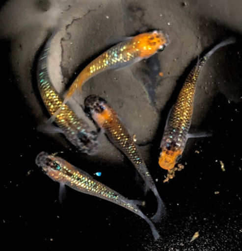 月弓 本家 舞めだか様血統 10匹 麒麟めだか 国際展示場のその他の中古あげます 譲ります ジモティーで不用品の処分