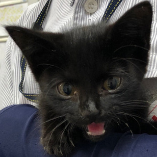 里親募集 黒猫 1ヶ月ちょっと 子猫