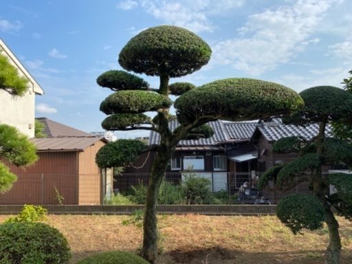 植木屋 造園 新宿区 練馬区 豊島区 中野区庭木手入れ 植木剪定草刈り草取り伐採 Bati 沼袋の草刈りの無料広告 無料掲載の掲示板 ジモティー