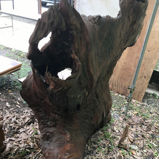 【値段交渉有り】世界遺産、屋久杉、一枚根っこ