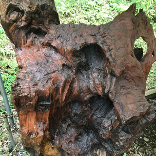 【値段交渉有り】世界遺産、屋久杉、一枚根っこ