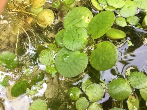 水草 アマゾンフロッグピット ビオトープにもカワイイよ Iamai 広島のその他の中古あげます 譲ります ジモティーで不用品の処分 水草 アマゾンフロッグピット ビオトープにもカワイイよ Iamai 広島のその他の中古あげます 譲ります ジモティーで不用品の処分