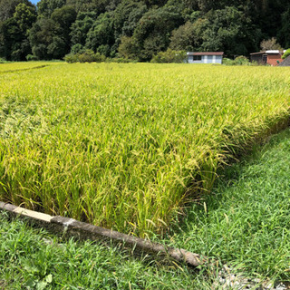 2020新米稲刈り手伝い🌾