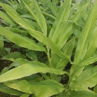 ミョウガ 茗荷 の苗 一本 ぴよママ 北広島のその他の中古あげます 譲ります ジモティーで不用品の処分 ミョウガ 茗荷 の苗 一本 ぴよママ 北広島のその他の中古あげます 譲ります ジモティーで不用品の処分