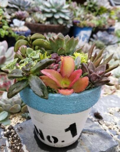 Sold Out 紅葉始め 多肉植物寄せ植えno 1 硬質鹿沼土細粒使用 かめちん 紫の服 ファッションの中古 古着あげます 譲ります ジモティーで不用品の処分 Sold Out 紅葉始め 多肉植物寄せ植えno 1 硬質鹿沼土細粒使用 かめちん 紫の服 ファッションの中古 古着あげます 譲ります ジモティーで不用品の処分