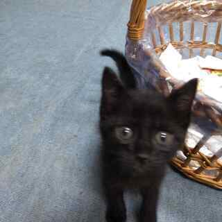 推定1か月半の可愛い仔猫・黒猫です