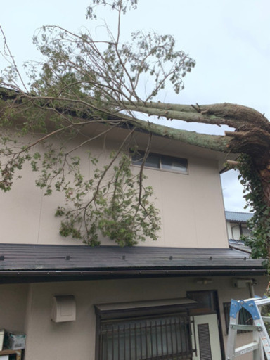庭木伐採 高木伐採 伐根 ばっこん 木の処分など対応 伐採に関する作業は全てお任せ 仙台二郎 あおば通の便利屋の無料広告 無料掲載の掲示板 ジモティー