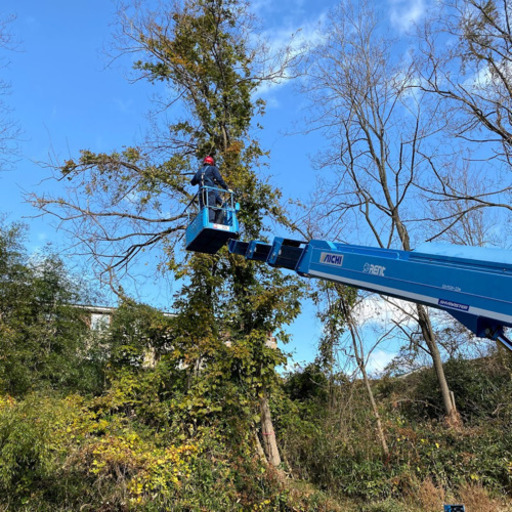 庭木伐採 高木伐採 伐根 ばっこん 木の処分など対応 伐採に関する作業は全てお任せ 仙台二郎 あおば通の便利屋の無料広告 無料掲載の掲示板 ジモティー