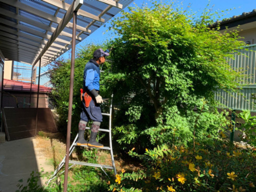 庭木伐採 高木伐採 伐根 ばっこん 木の処分など対応 伐採に関する作業は全てお任せ 仙台二郎 あおば通の便利屋の無料広告 無料掲載の掲示板 ジモティー