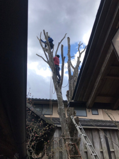 庭木伐採 高木伐採 伐根 ばっこん 木の処分など対応 伐採に関する作業は全てお任せ 仙台二郎 あおば通の便利屋の無料広告 無料掲載の掲示板 ジモティー