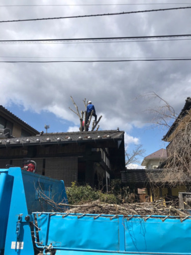 庭木伐採 高木伐採 伐根 ばっこん 木の処分など対応 伐採に関する作業は全てお任せ 仙台二郎 あおば通の便利屋の無料広告 無料掲載の掲示板 ジモティー