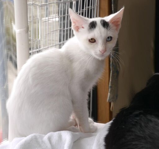 金属 氏 率直な オッドアイ 猫 ブリーダー - fhrsadvice.com
