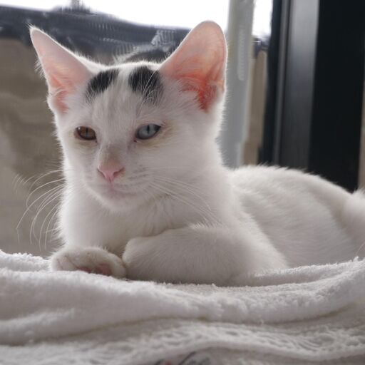 昆虫 期待する 文明化 オッドアイ 猫 ブリーダー - ft-w-card.jp