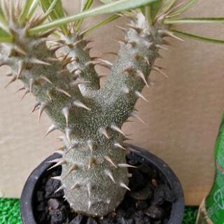 パキポディウム　ホロンベンセ実生①