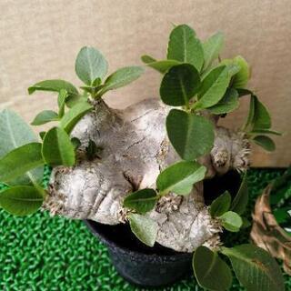 パキポディウム　恵比寿笑い①　輸入株発根済み