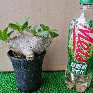 パキポディウム　恵比寿笑い①　輸入株発根済み