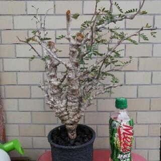 センナメリディオナリス 剪定跡あり