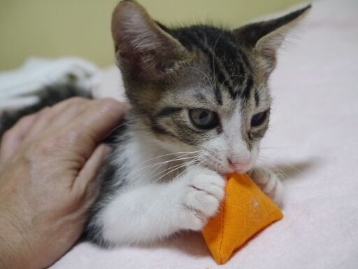 白キジの人なれした子猫 生後2か月 ねこらいく 名古屋の猫の里親募集 ジモティー 白キジの人なれした子猫 生後2か月 ねこらいく 名古屋の猫の里親募集 ジモティー