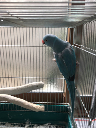 ワカケホンセイインコブルー ひびの 高座渋谷のその他の里親募集 ジモティー