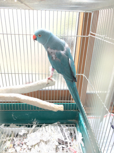 ワカケホンセイインコブルー ひびの 高座渋谷のその他の里親募集 ジモティー