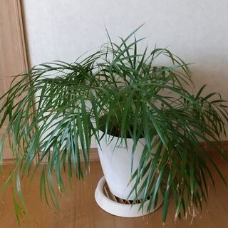 【ネット決済】観葉植物1