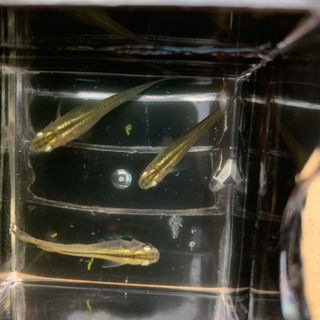 数量限定 メダカ 各種選別漏れ 匹 めだか 稚魚から産卵サイズ まき 南茨木のその他の中古あげます 譲ります ジモティーで不用品の処分 数量限定 メダカ 各種選別漏れ 匹 めだか 稚魚から産卵サイズ まき 南茨木のその他の中古あげます 譲ります ジモティーで不用品の処分