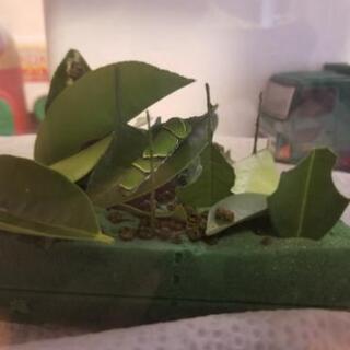 アゲハ 助け合い ジモティー