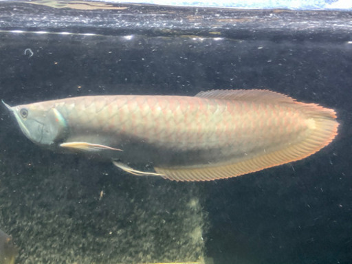 ノーテールシルバーアロワナ　熱帯魚
