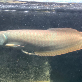ノーテールシルバーアロワナ　熱帯魚