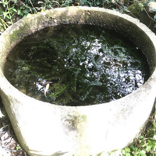 その他 水槽(コンクリート製) 譲ります