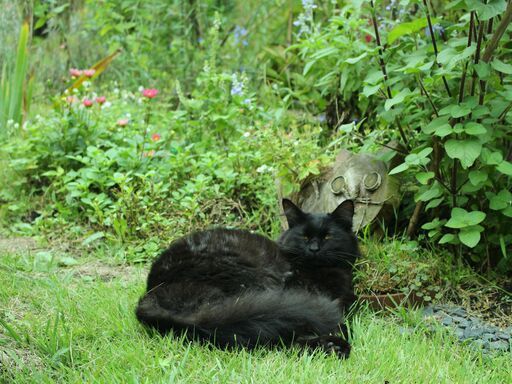 譲渡完了 迷い猫黒猫オス３ ５歳 空太 文挟の猫の里親募集 ジモティー