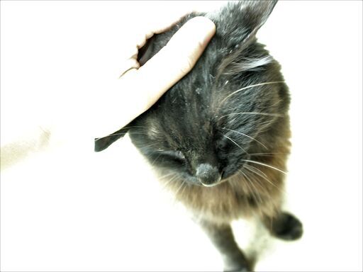 譲渡完了 迷い猫黒猫オス３ ５歳 空太 文挟の猫の里親募集 ジモティー