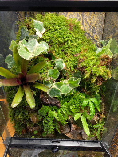 アクアテラリウム レイアウト一式水槽セット