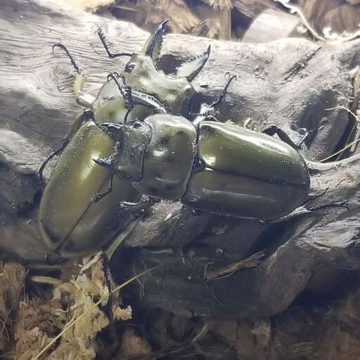 ババオウゴンオニクワガタ　ペア