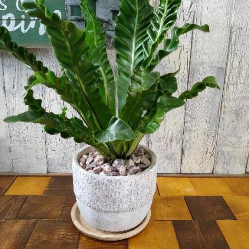 観葉植物 エメラルドウェーブ受皿付 ゆっぴー 亀有の家具の中古あげます 譲ります ジモティーで不用品の処分 観葉植物 エメラルドウェーブ受皿付 ゆっぴー 亀有の家具の中古あげます 譲ります ジモティーで不用品の処分