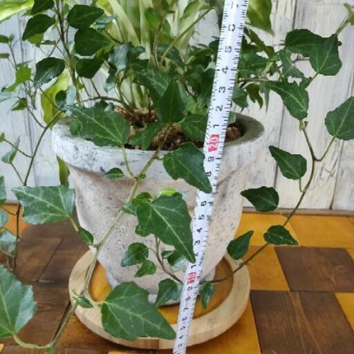 観葉植物 ディフェンバキア ホワイトカミーラ 受皿付 ゆっぴー 亀有の家具の中古あげます 譲ります ジモティーで不用品の処分 観葉植物 ディフェンバキア ホワイトカミーラ 受皿付 ゆっぴー 亀有の家具の中古あげます 譲ります ジモティーで不用品の処分