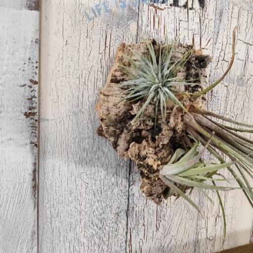 観葉植物 エアープランツ チランジア コルク付 ゆっぴー 亀有の家具の中古あげます 譲ります ジモティーで不用品の処分 観葉植物 エアープランツ チランジア コルク付 ゆっぴー 亀有の家具の中古あげます 譲ります ジモティーで不用品の処分