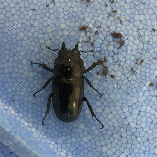 北海道のババオウゴンオニの中古が安い！激安で譲ります・無料で  