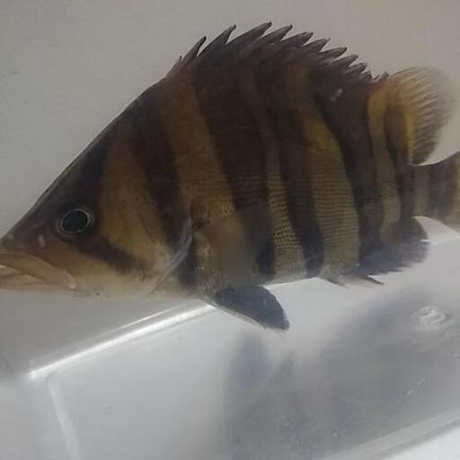 値下げ❗熱帯魚ダトニオプラスワン左右対象極太バンド