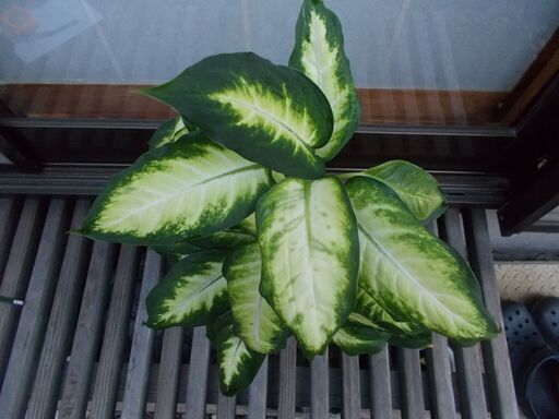 観葉植物ディフェンバキア カミーラ現在取引中 猫のまゆげ さいたまのその他の中古あげます 譲ります ジモティーで不用品の処分
