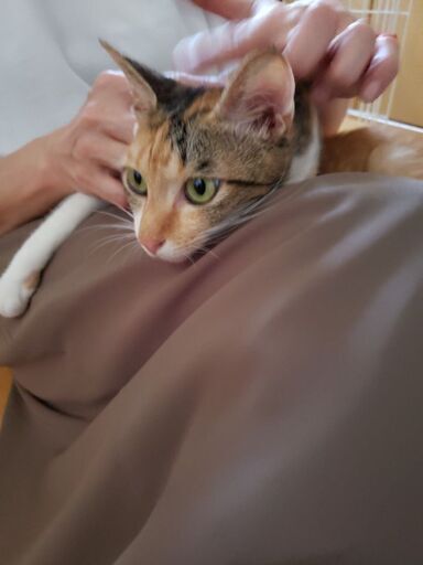 推定2歳位とっても優しい人好きなメス猫ちゃん グッチ 久留米の猫の里親募集 ジモティー