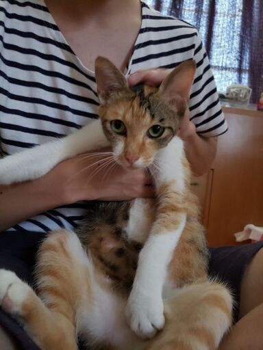 推定2歳位とっても優しい人好きなメス猫ちゃん グッチ 久留米の猫の里親募集 ジモティー