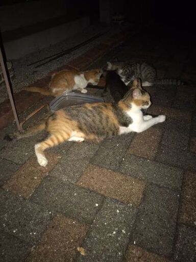 推定2歳位とっても優しい人好きなメス猫ちゃん グッチ 久留米の猫の里親募集 ジモティー