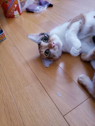 推定2歳位とっても優しい人好きなメス猫ちゃん グッチ 久留米の猫の里親募集 ジモティー