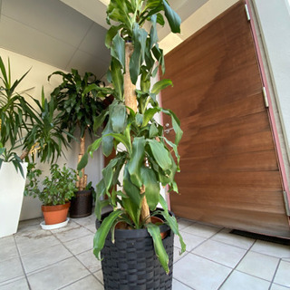 観葉植物　幸福の木　150センチ