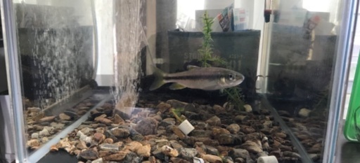川魚カワムツ1匹サワガニ1匹エサ付き うら 桂のその他の中古あげます 譲ります ジモティーで不用品の処分 川魚カワムツ1匹サワガニ1匹エサ付き うら 桂のその他の中古あげます 譲ります ジモティーで不用品の処分