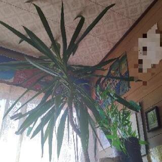 ユッカ　観葉植物　1.5メートル