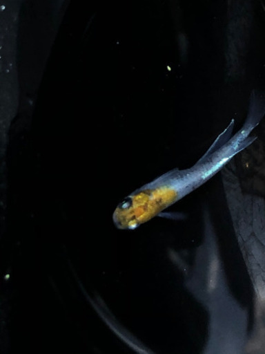 メダカ花魁 月華 サバの極み 王妃の稚魚お売りします 小野澤一輝 つきのわのその他の中古あげます 譲ります ジモティーで不用品の処分 メダカ花魁 月華 サバの極み 王妃の稚魚お売りします 小野澤一輝 つきのわのその他の中古あげます 譲ります ジモティーで不用品の処分