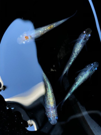 メダカ花魁 月華 サバの極み 王妃の稚魚お売りします 小野澤一輝 つきのわのその他の中古あげます 譲ります ジモティーで不用品の処分 メダカ花魁 月華 サバの極み 王妃の稚魚お売りします 小野澤一輝 つきのわのその他の中古あげます 譲ります ジモティーで不用品の処分