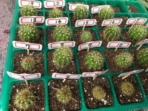 多肉植物金星丸子株抜き苗21個あります 睦月 南行徳の生活雑貨の中古あげます 譲ります ジモティーで不用品の処分 多肉植物金星丸子株抜き苗21個あります 睦月 南行徳の生活雑貨の中古あげます 譲ります ジモティーで不用品の処分